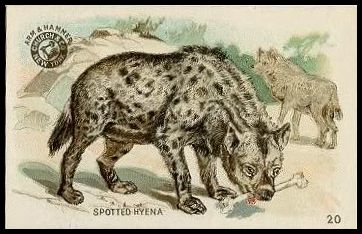 20 Spotted Hyena